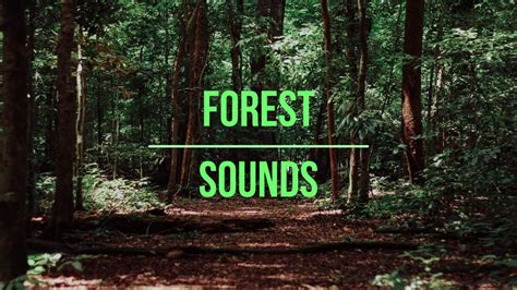 Forest sound magic arrow